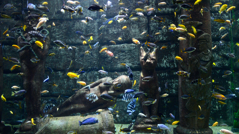 Antalya Akvaryum ve Balmumu Müzesi Giriş Bileti