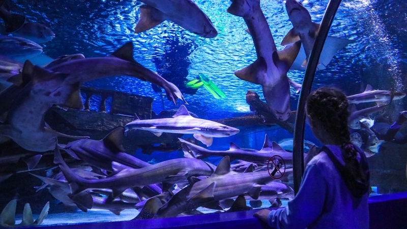 Antalya Akvaryum ve Balmumu Müzesi Giriş Bileti