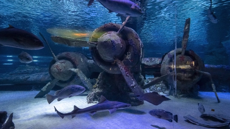 Antalya Aquarium